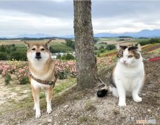 猫狗的特点是什么，一道有点难的选择题：猫咪和狗狗，到底哪个才是你的最佳宠物