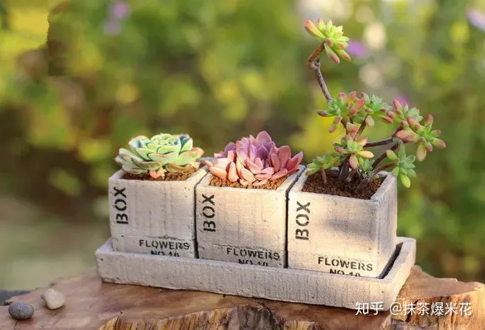 怎么给花选花盆，【养花必看】如何给你心爱的植物，选择合适的花盆？