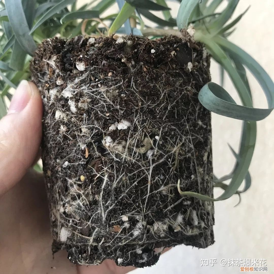 怎么给花选花盆，【养花必看】如何给你心爱的植物，选择合适的花盆？
