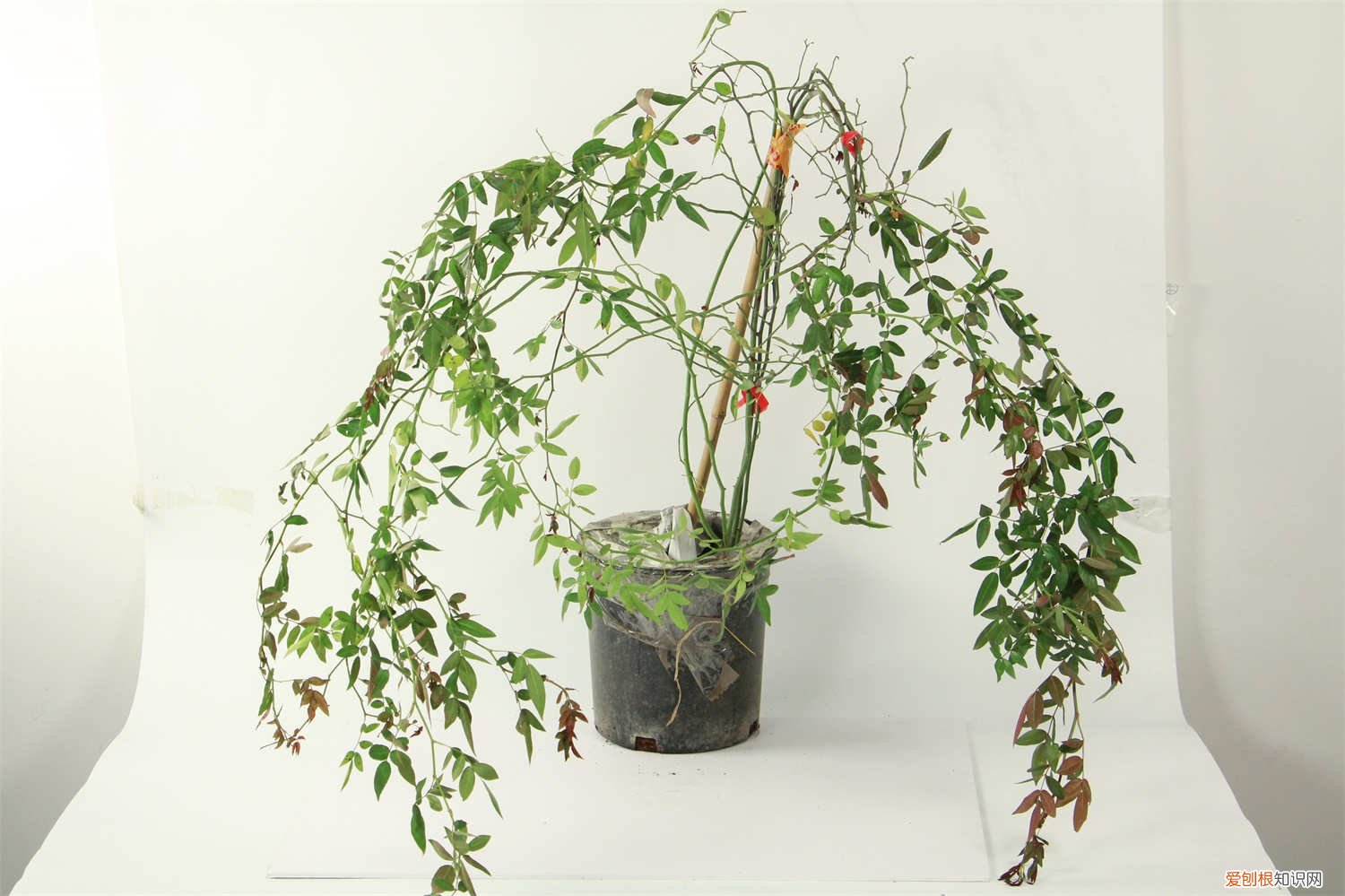 甜蜜红木香种植方法和技巧 甜蜜红木香的种植方法