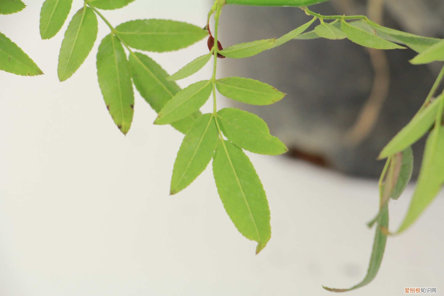 甜蜜红木香种植方法和技巧 甜蜜红木香的种植方法