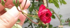 甜蜜红木香种植方法和技巧 甜蜜红木香的种植方法
