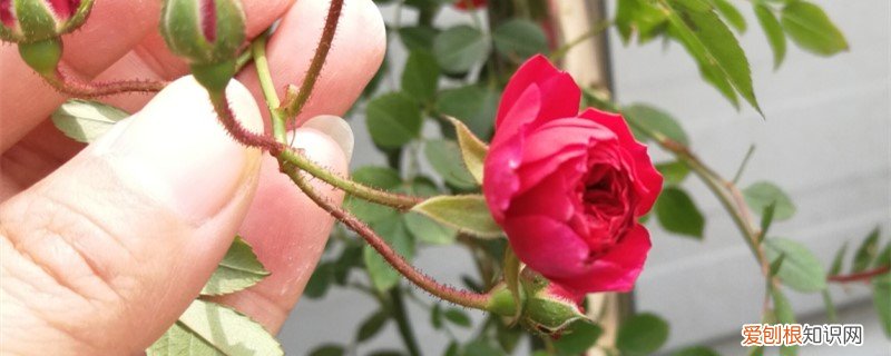 甜蜜红木香种植方法和技巧 甜蜜红木香的种植方法