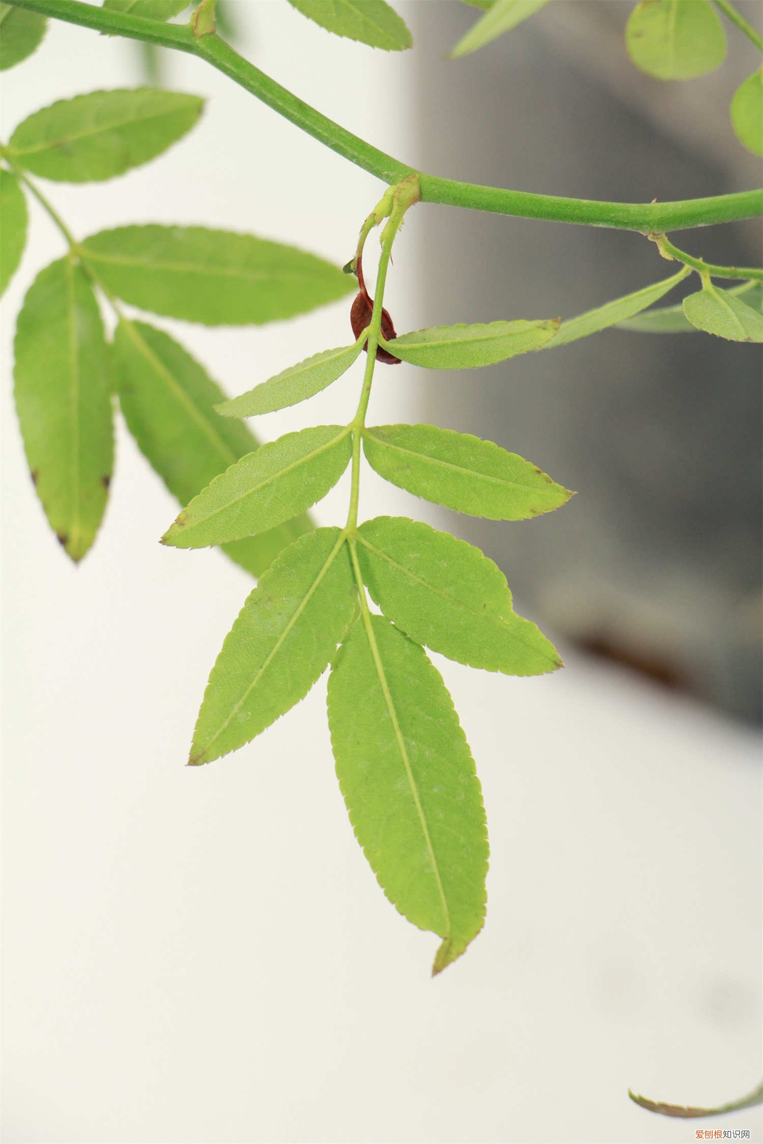 甜蜜红木香种植方法和技巧 甜蜜红木香的种植方法