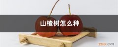 山楂树怎么种风水好 山楂树怎么种