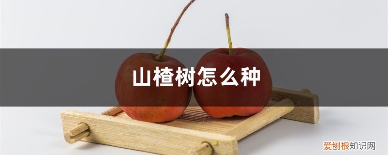 山楂树怎么种风水好 山楂树怎么种
