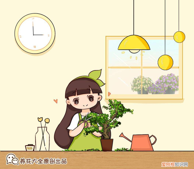 新手养什么花比较好，3个养花技巧，简单好学，养啥都活