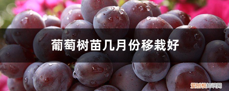 什么时候移栽葡萄树最好,几月份? 葡萄树苗几月份移栽好
