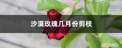 沙漠玫瑰这个季节可以剪枝吗 沙漠玫瑰几月份剪枝