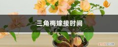三角梅嫁接时间多长 三角梅嫁接时间
