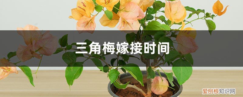三角梅嫁接时间多长 三角梅嫁接时间