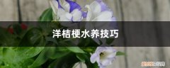 洋桔梗水养技巧与方法 洋桔梗水养技巧
