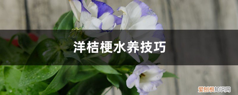 洋桔梗水养技巧与方法 洋桔梗水养技巧