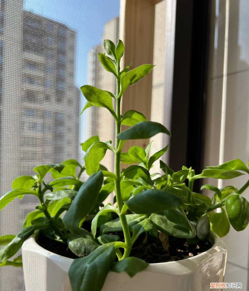 怎样给花花草草养得绿油油的花，家庭养花，牢记“6技巧”，花朵开不停、叶子绿油油、健壮旺盛