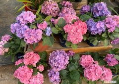 怎样给花花草草养得绿油油的花，家庭养花，牢记“6技巧”，花朵开不停、叶子绿油油、健壮
