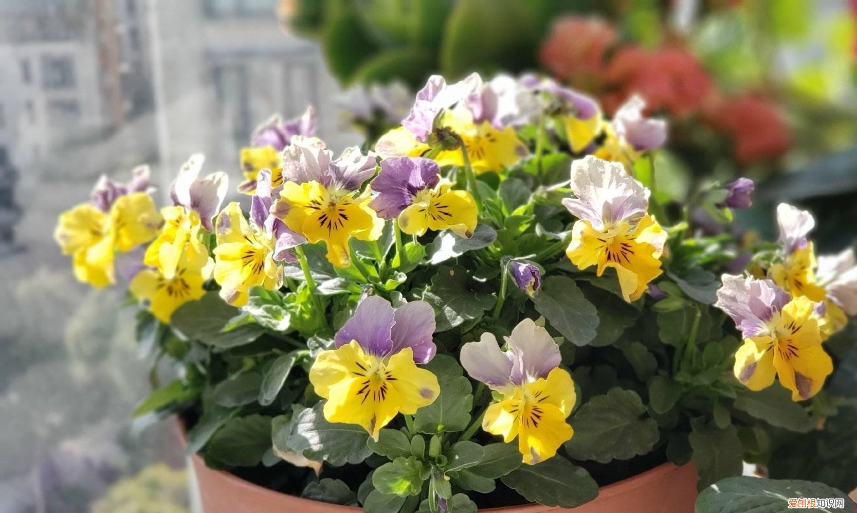 怎样给花花草草养得绿油油的花，家庭养花，牢记“6技巧”，花朵开不停、叶子绿油油、健壮旺盛