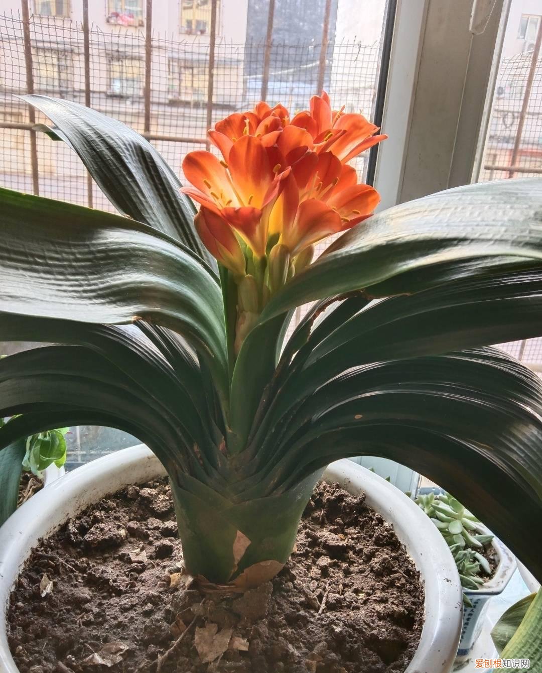 怎样给花花草草养得绿油油的花，家庭养花，牢记“6技巧”，花朵开不停、叶子绿油油、健壮旺盛