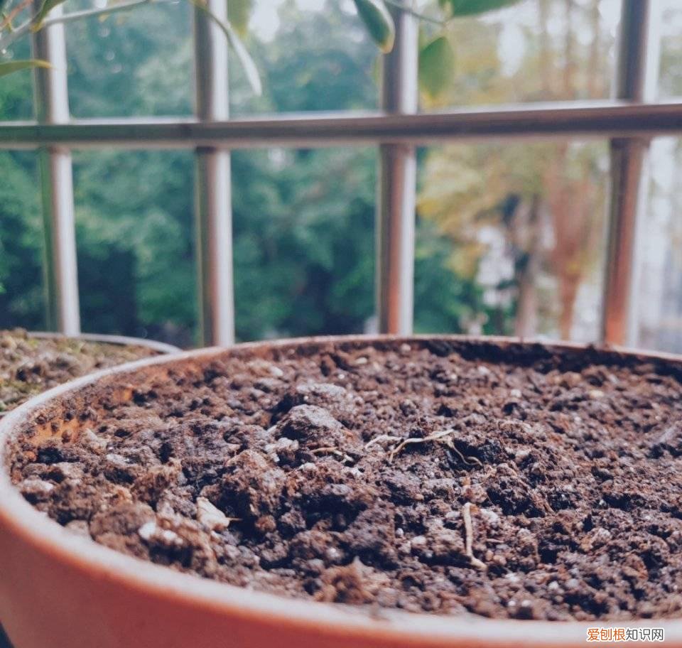 怎样给花花草草养得绿油油的花，家庭养花，牢记“6技巧”，花朵开不停、叶子绿油油、健壮旺盛