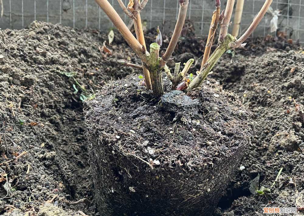 怎样给花花草草养得绿油油的花，家庭养花，牢记“6技巧”，花朵开不停、叶子绿油油、健壮旺盛