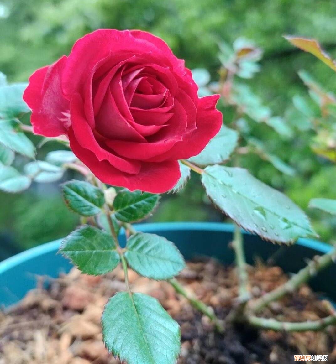怎样给花花草草养得绿油油的花，家庭养花，牢记“6技巧”，花朵开不停、叶子绿油油、健壮旺盛