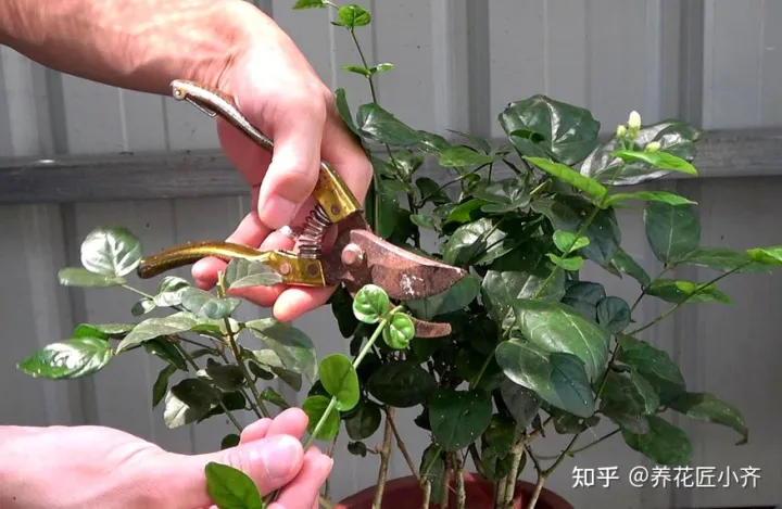 养花不要“只浇水”,还要学会“5点”,才能枝繁叶茂,花期爆盆