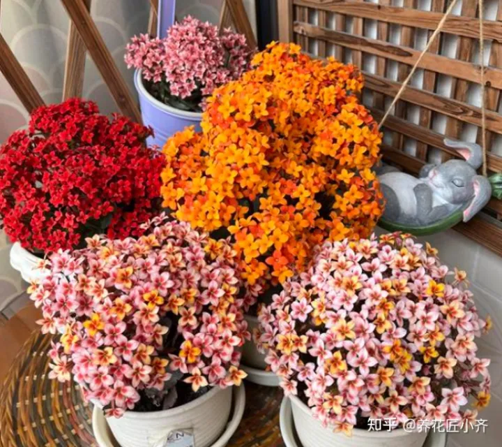 养花不要“只浇水”,还要学会“5点”,才能枝繁叶茂,花期爆盆