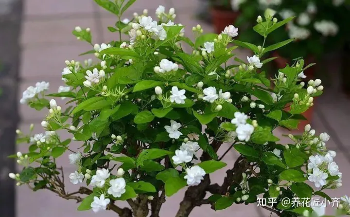 养花不要“只浇水”,还要学会“5点”,才能枝繁叶茂,花期爆盆