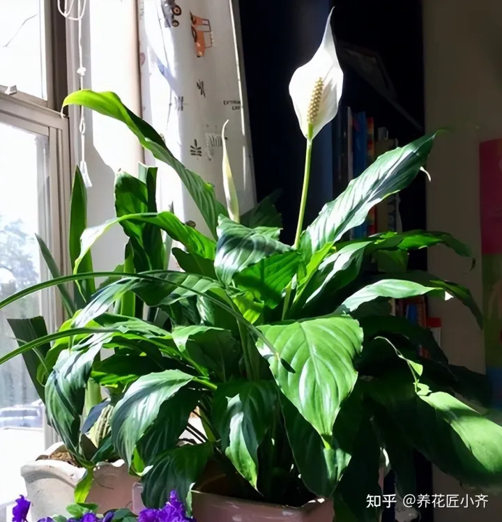养花不要“只浇水”,还要学会“5点”,才能枝繁叶茂,花期爆盆