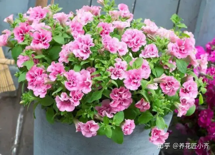养花不要“只浇水”,还要学会“5点”,才能枝繁叶茂,花期爆盆