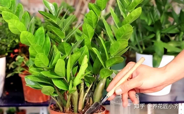养花不要“只浇水”,还要学会“5点”,才能枝繁叶茂,花期爆盆