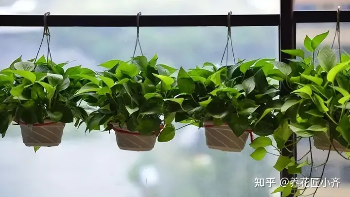 养花不要“只浇水”,还要学会“5点”,才能枝繁叶茂,花期爆盆