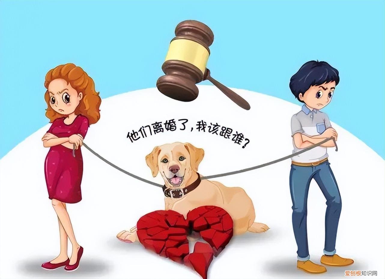 【克克民法剧场 】分“狗”——宠物是生命还是财产？