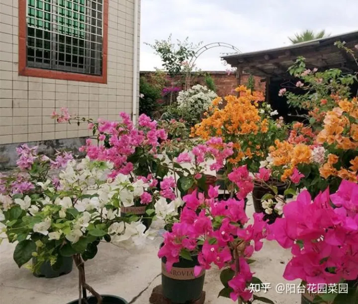 四季养花实用宝典电子版，养花牢记“3口诀”，啥花都能养好，阳台变花园，四季花不败
