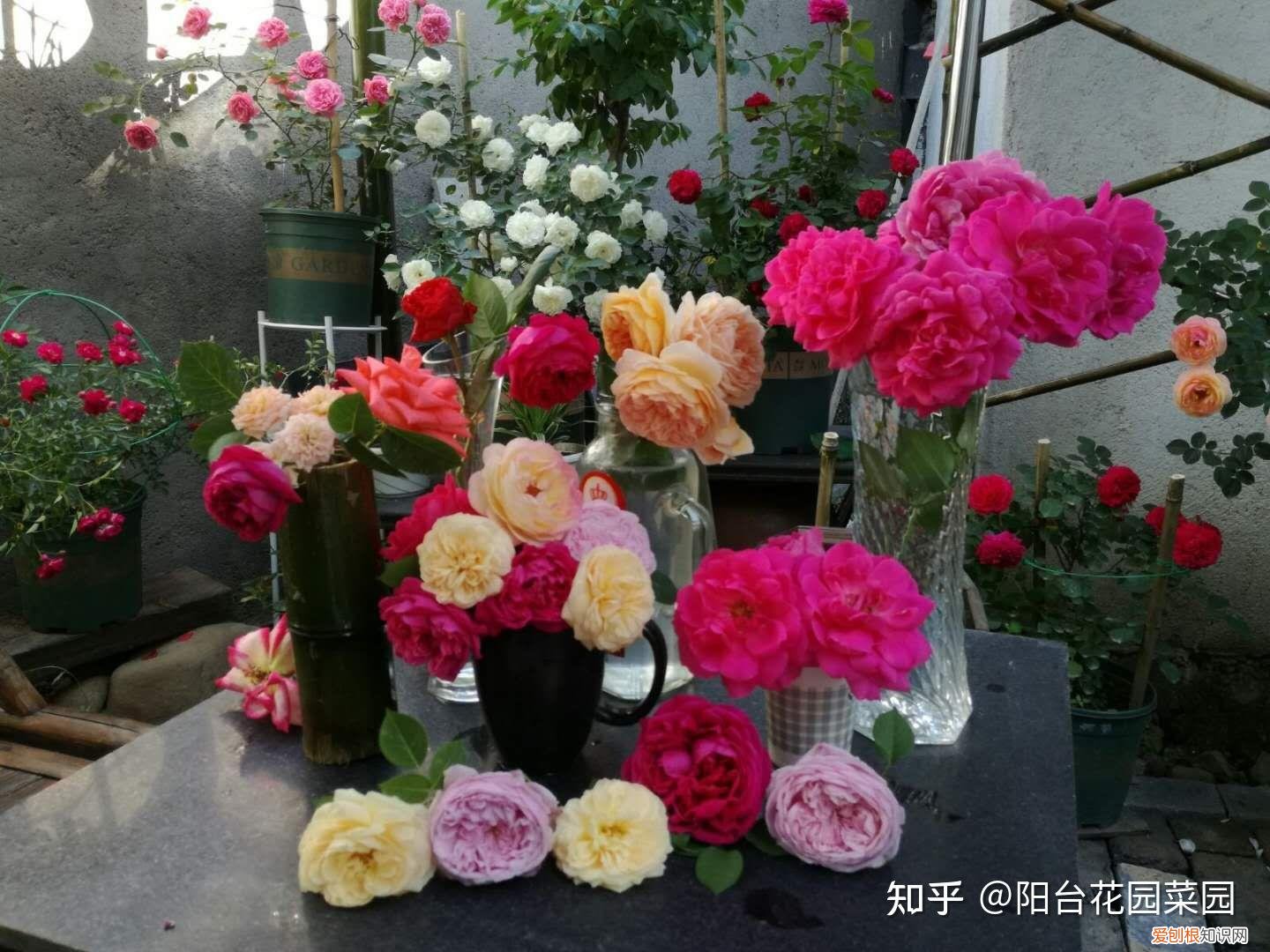 四季养花实用宝典电子版，养花牢记“3口诀”，啥花都能养好，阳台变花园，四季花不败