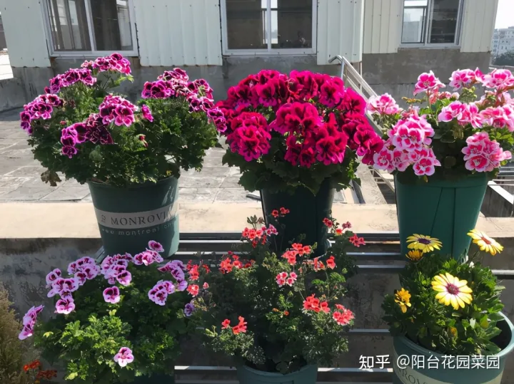 四季养花实用宝典电子版，养花牢记“3口诀”，啥花都能养好，阳台变花园，四季花不败