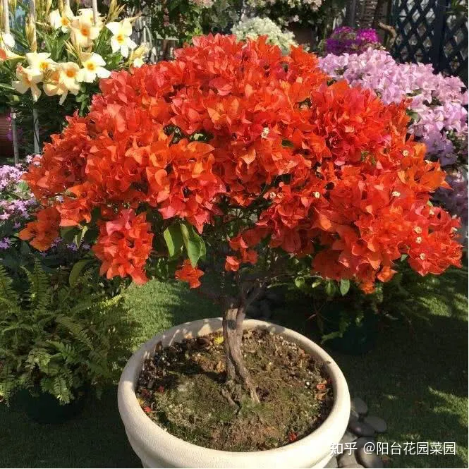 四季养花实用宝典电子版，养花牢记“3口诀”，啥花都能养好，阳台变花园，四季花不败