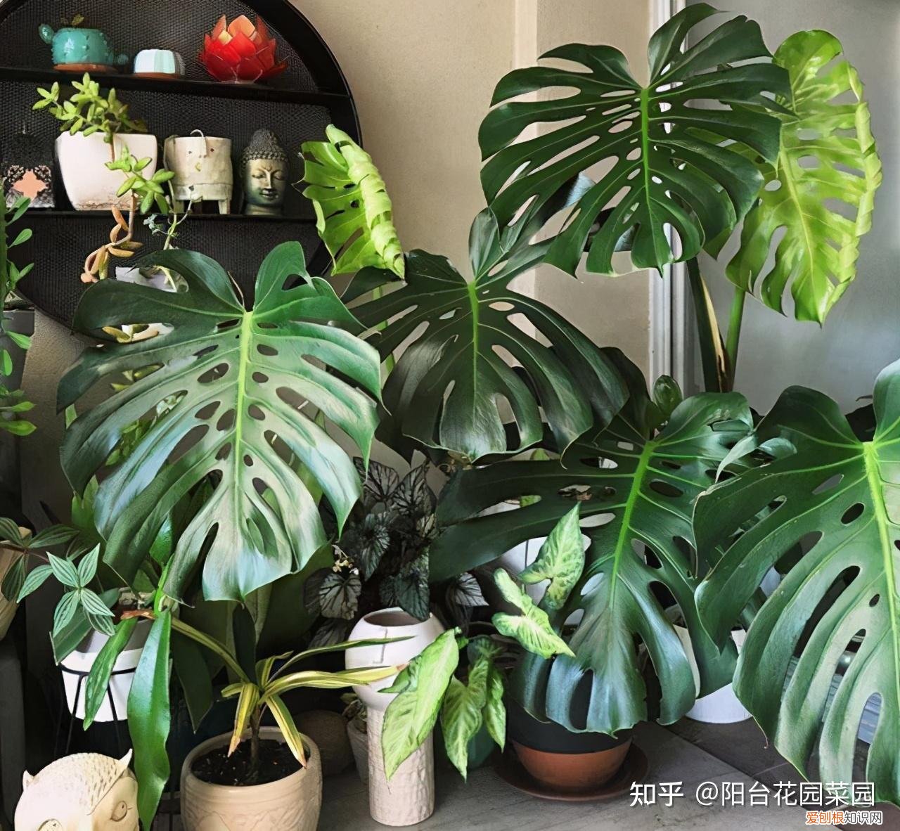 四季养花实用宝典电子版，养花牢记“3口诀”，啥花都能养好，阳台变花园，四季花不败