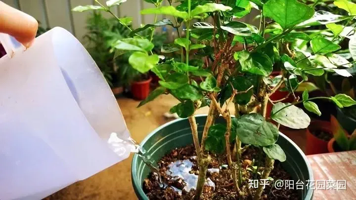 四季养花实用宝典电子版，养花牢记“3口诀”，啥花都能养好，阳台变花园，四季花不败