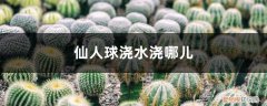 仙人球的浇水方法 附浇水方法 仙人球浇水浇哪儿