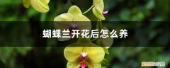 蝴蝶兰开花后怎么养护还能再开吗 蝴蝶兰开花后怎么养
