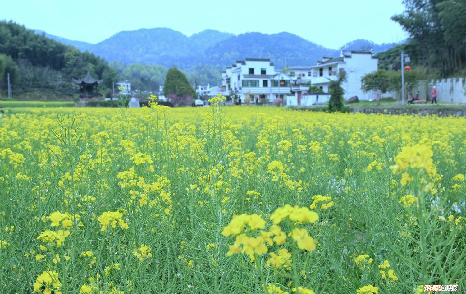 油菜花什么时候种? 油菜花什么时候种