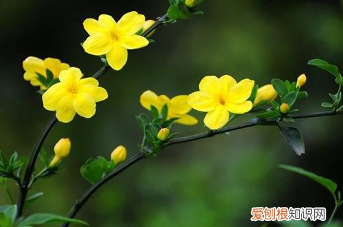 图 迎春花什么时候开 迎春花什么季节开放