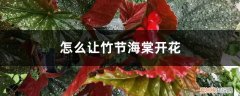 怎么让竹节海棠开花快 怎么让竹节海棠开花