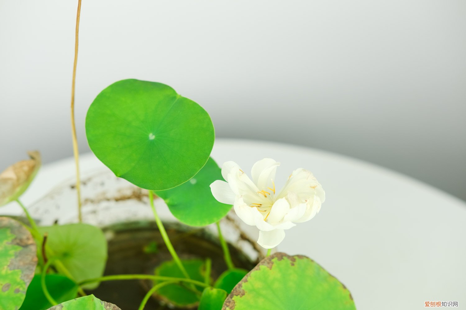 碗莲催芽要换水么 碗莲发芽后还用换水吗