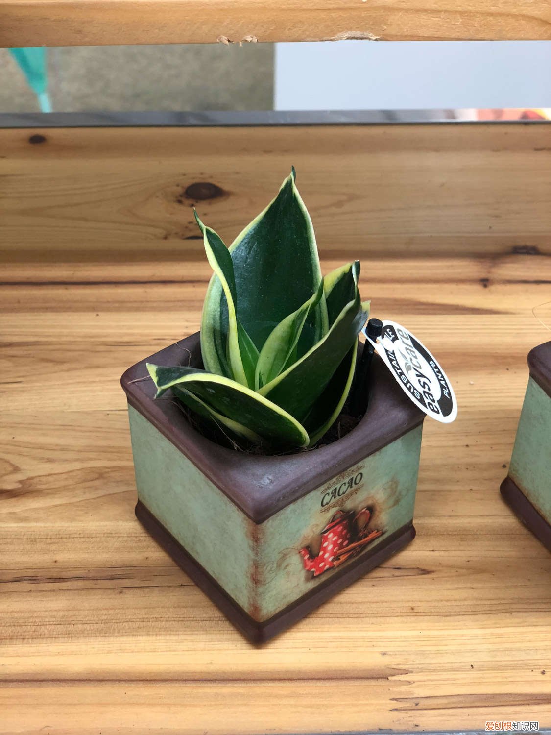 虎皮兰刚刚栽上要浇水吗 虎皮兰刚栽上用浇水吗