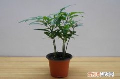 图 竹柏叶子发黄怎么办(竹柏叶片发黑什么原因?)