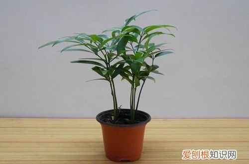 图 竹柏叶子发黄怎么办(竹柏叶片发黑什么原因?)