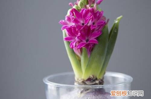 图 盆栽风信子开花后怎么处理 风信子开花后如何再开花