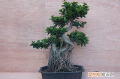 图 榕树掉叶子是怎么回事(榕树怎么会掉叶子)
