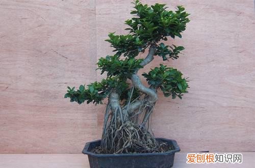图 榕树掉叶子是怎么回事(榕树怎么会掉叶子)